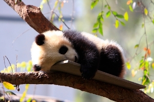 Baby Panda Bear Cub - San Diego Zoo video content marketing examples