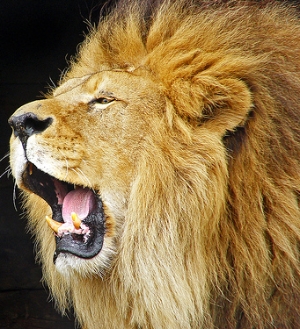 Roaring lion  