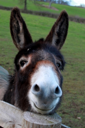 Alcester - smiling donkey - How to Get the Perfect Image for Your Blog in Under 4 Minutes!