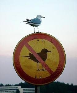 Break the Rules! (photo by: Scott Kleinberg)